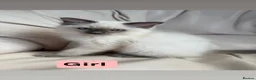 Ragdoll cats for sale: Beautiful litter of 3 stunning ragdolls - Advert 10