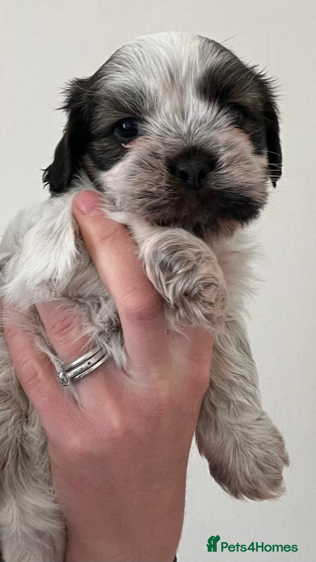 Mixed Breed dogs for sale: Beautiful Shih Tzu puppies  - Advert 2