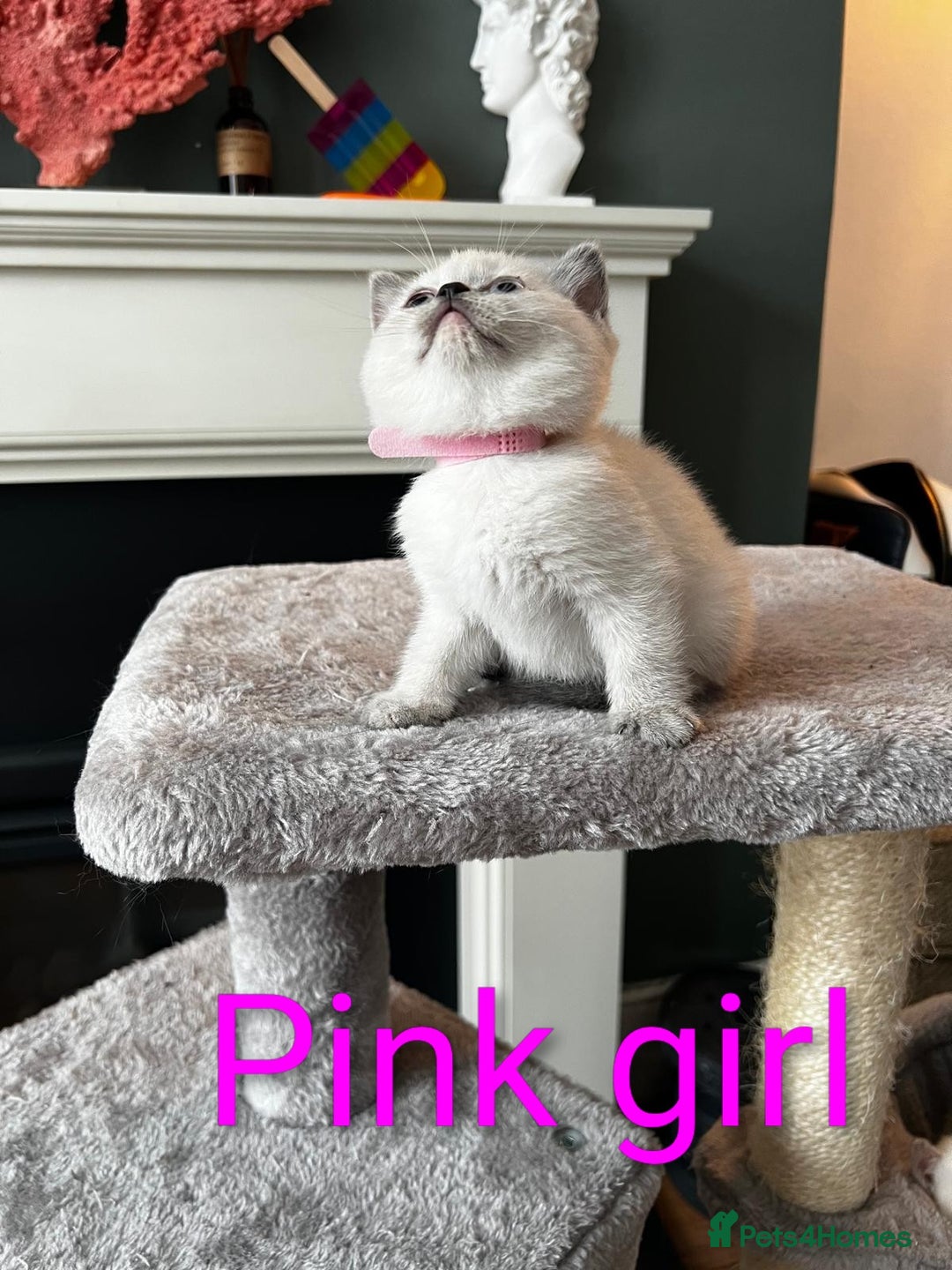 British Shorthair cats for sale: Adorable GCCF Kittens Available - Image 4