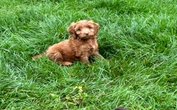 Cockapoo dogs for sale: Beautiful miniature Teddybear Cockerpoos puppies  - Image 4