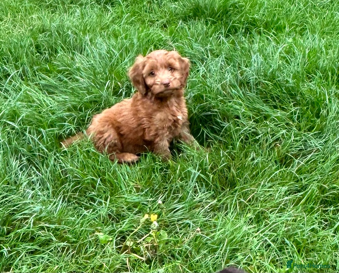 Cockapoo dogs for sale: Beautiful miniature Teddybear Cockerpoos puppies  - Image 4