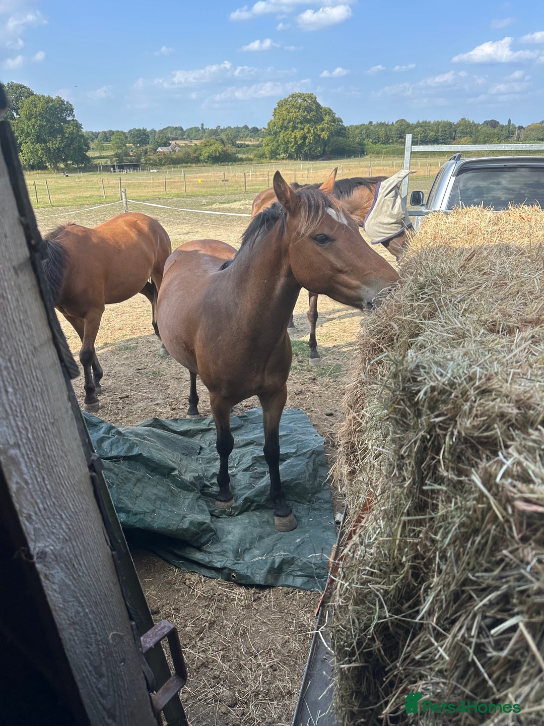 New Forest horses for sale: Rising 4 new forest gelding - Advert 8