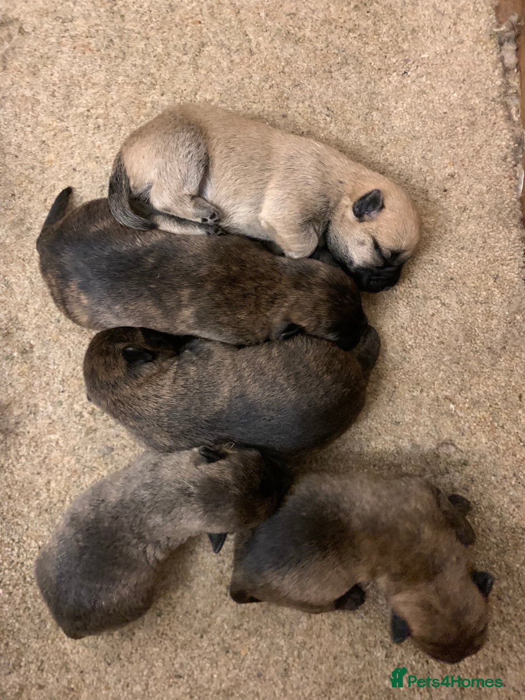 Cairn Terrier dogs for sale: Pure Bred Cairn Terrier puppies  - Advert 5