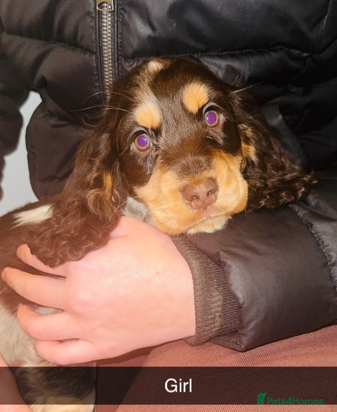 Cocker Spaniel dogs for sale: Beautiful cocker spaniel puppies in Snodland - Advert 2