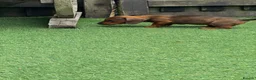 Miniature Dachshund dogs for sale: Miniature Daschund  - Advert 32