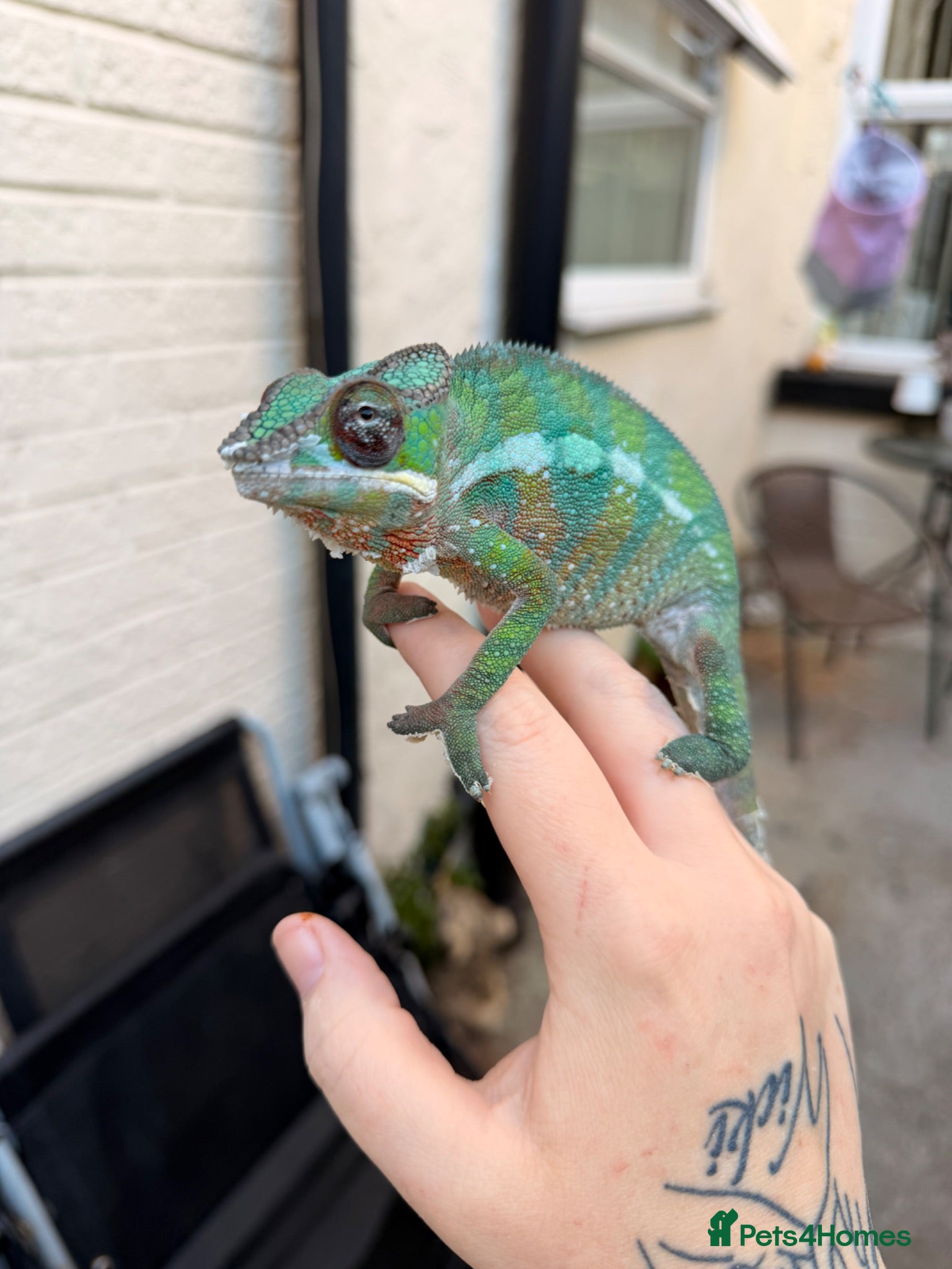 Chameleon reptiles Panther chameleon  - Advert 1