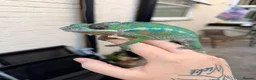 Chameleon reptiles for sale: Panther chameleon  - Advert 1