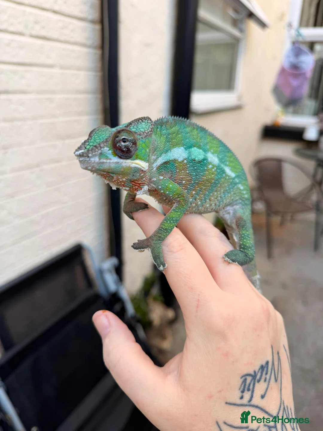 Chameleon reptiles for sale: Panther chameleon  - Advert 1