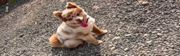 Mixed Breed dogs for sale: Pomapoos  - Advert 3