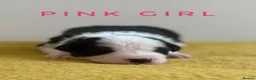 Border Collie dogs for sale: Fully Health Tested, KC registered puppies due - Advert 10