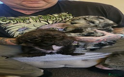 Cockapoo dogs for sale: 8 gorgeous cockapoo puppies - Advert 20