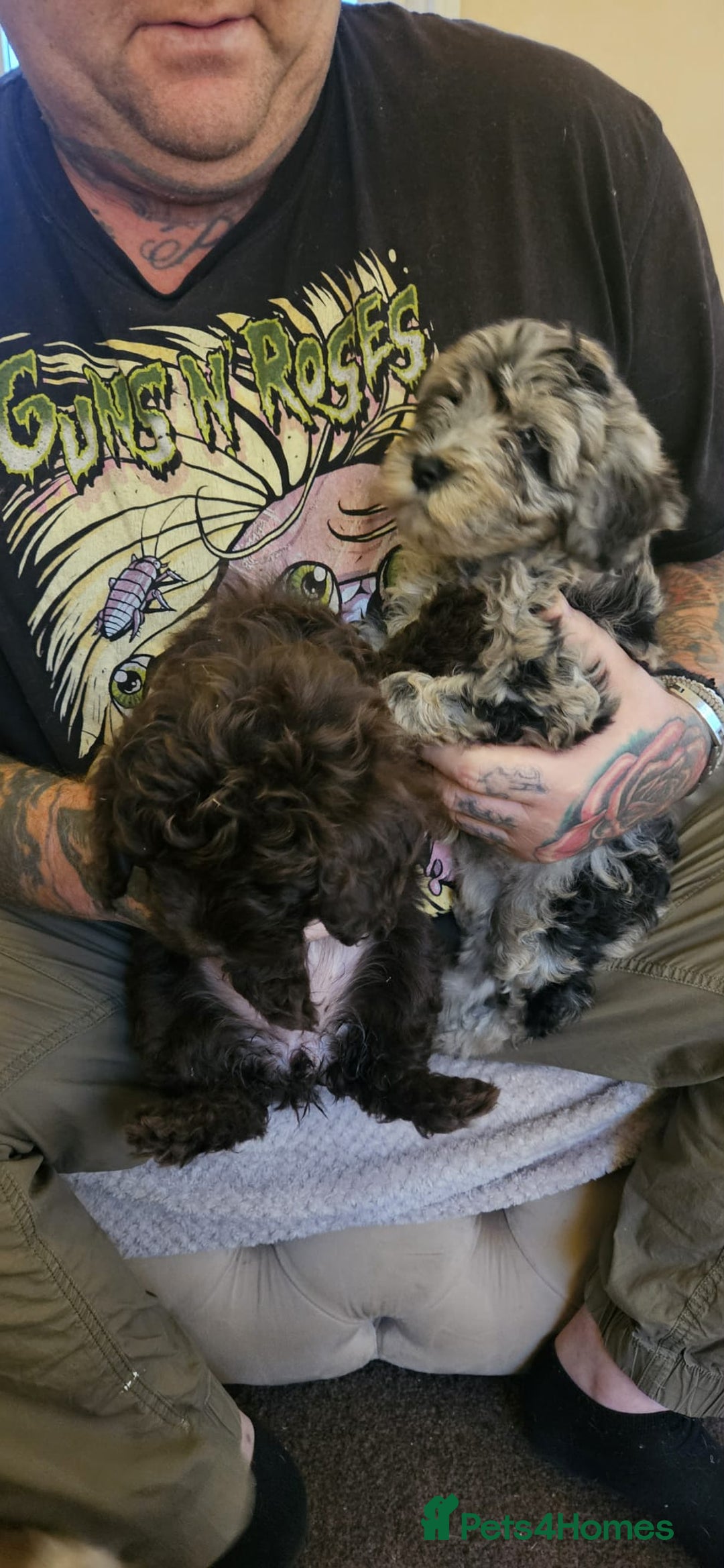 Cockapoo dogs for sale: 8 gorgeous cockapoo puppies - Advert 20