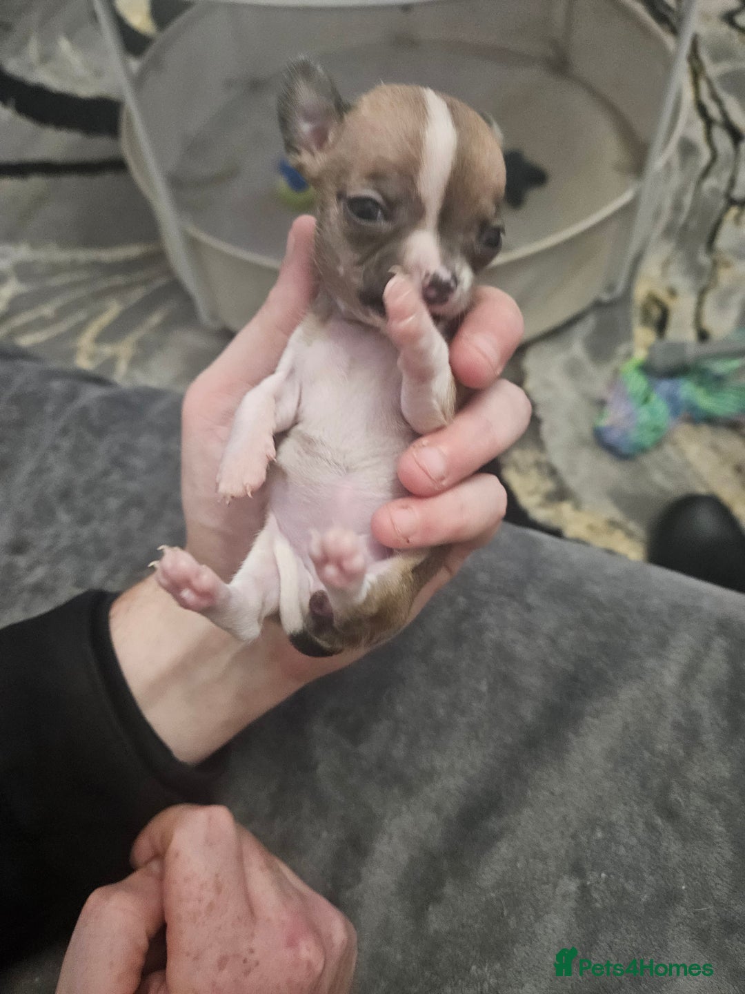 Chihuahua dogs for sale: Adorable Chihuahuas - Advert 5