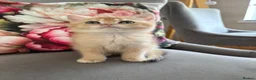 British Shorthair cats for sale: ⭐ ONLY ONE KITTEN LEFT! ⭐ - Advert 19