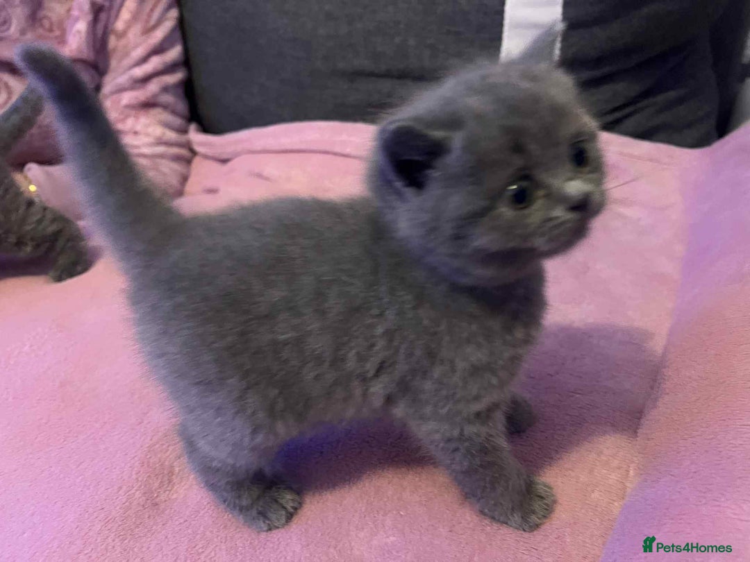 British Shorthair cats for sale: 3 Adorable BRITISH SHORTHAIR!!!!  - Advert 5