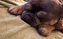 French Bulldog dogs for adoption: Female French bulldog  - Image 4