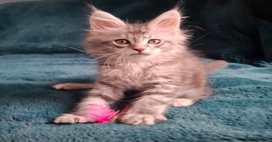 Maine Coon cats - Advert 2