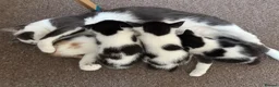Mixed Breed cats for sale: 4 Beautiful kittens with unusual markings - Advert 2