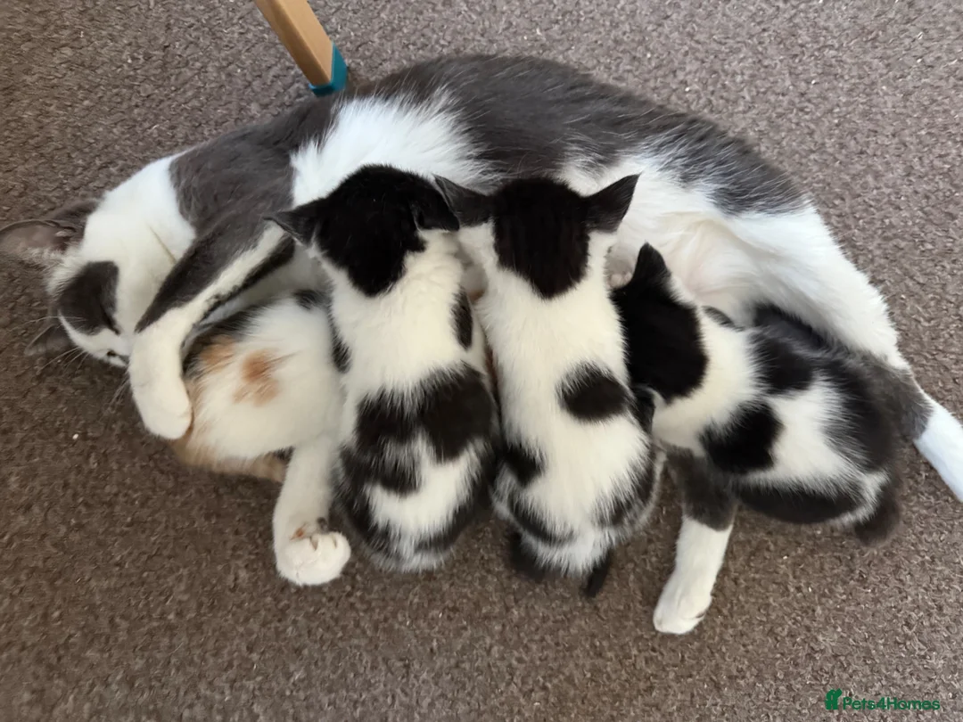 Mixed Breed cats for sale: 4 Beautiful kittens with unusual markings - Advert 2