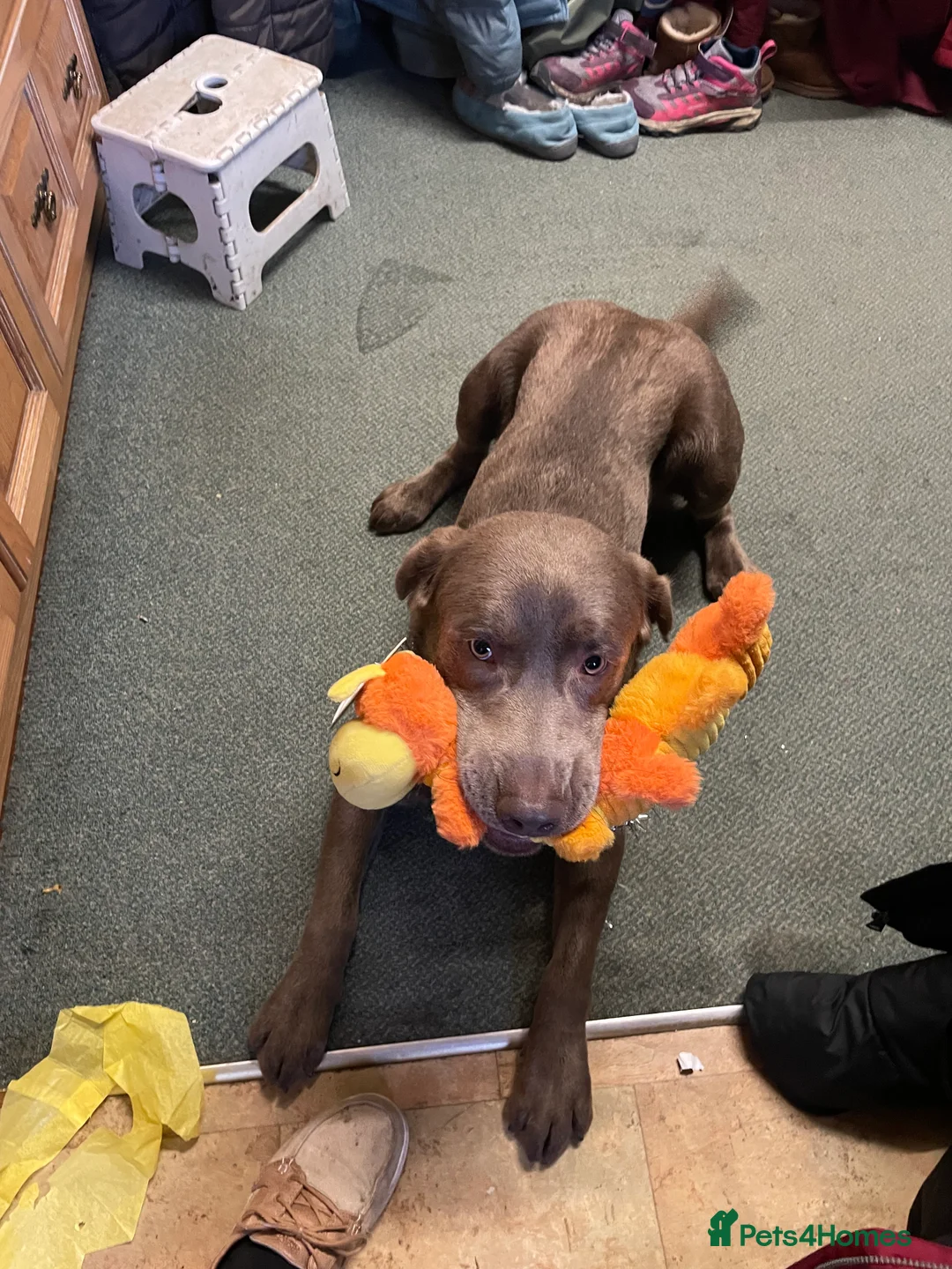 Labrador Retriever dogs for stud: Stud Silver Labrador - Advert 2