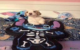 Mixed Breed dogs for sale: Cocker Spaniel Puppies – 4 Weeks Old - reserve now - Advert 24