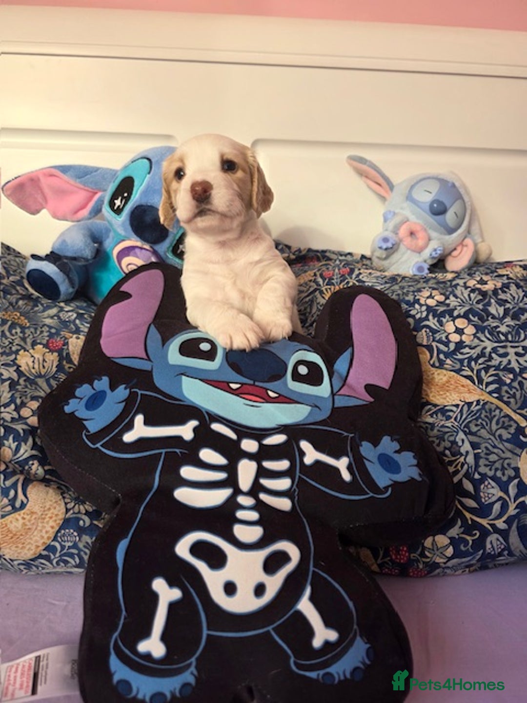 Mixed Breed dogs for sale: Cocker Spaniel Puppies – 4 Weeks Old - reserve now - Advert 24