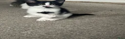 Aegean cats for sale: 3 male greek aegan kitten+one female tuxedo kitten - Advert 4