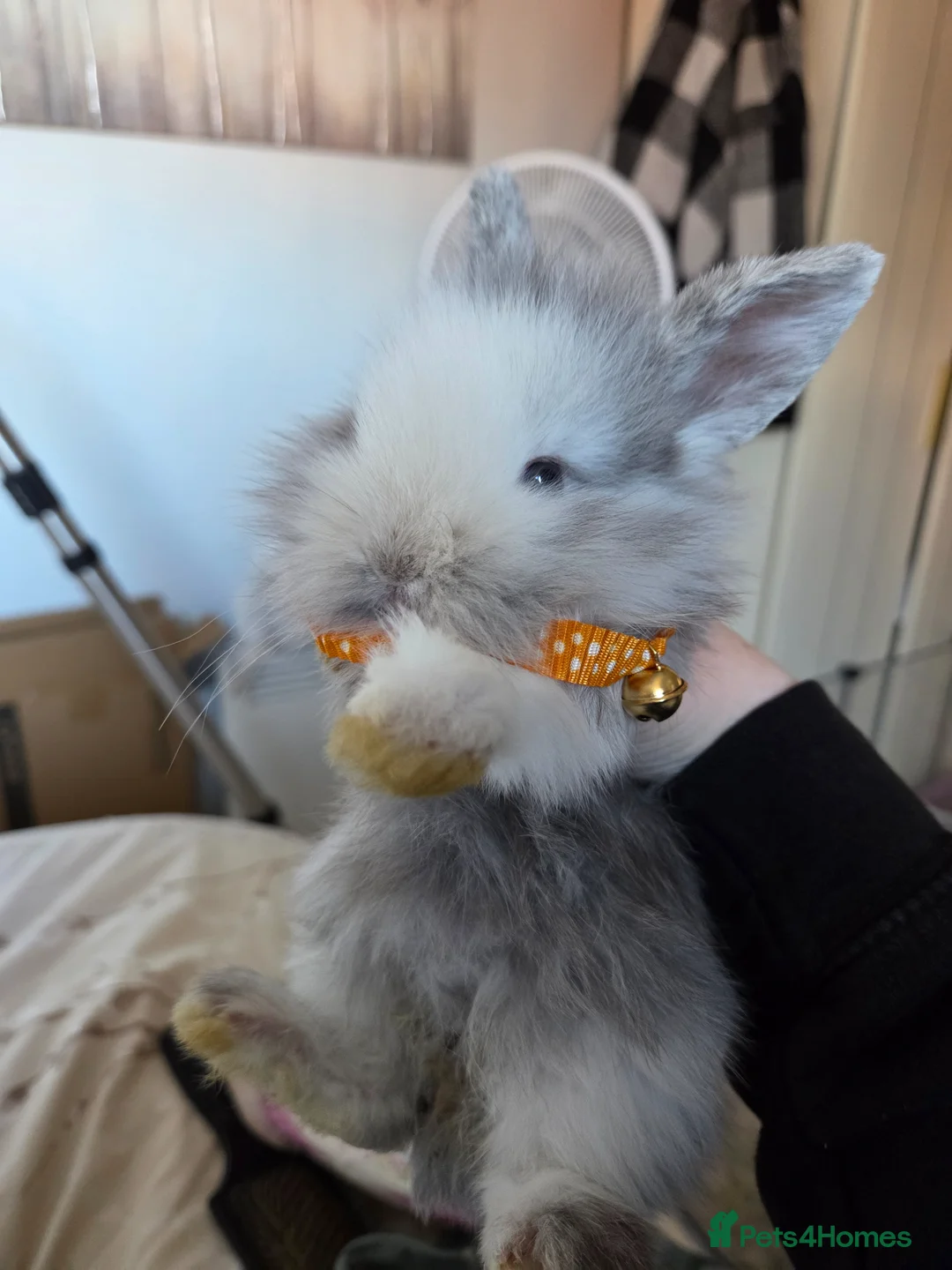Mixed Breed rabbits for sale: Baby rabbits - Advert 13