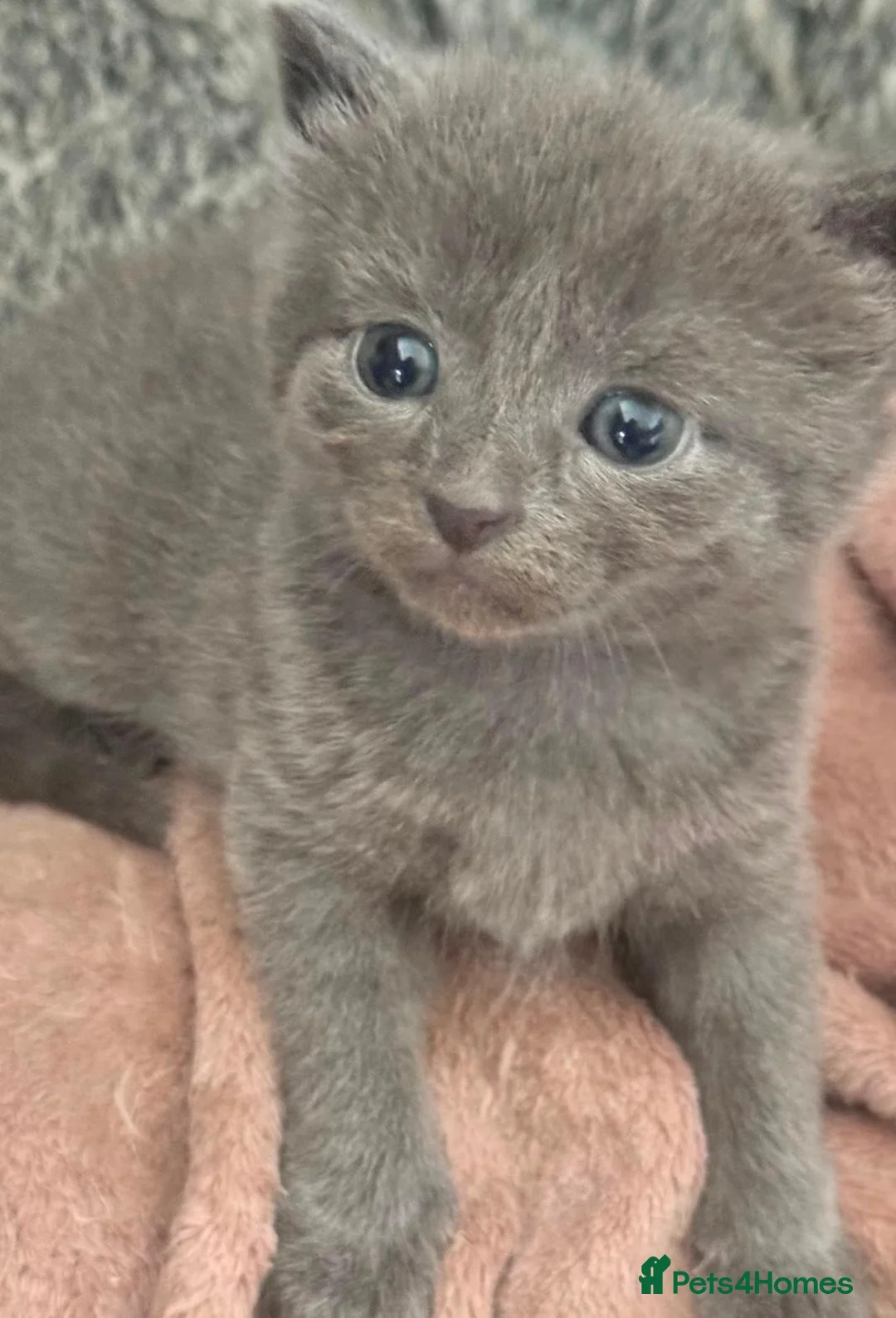 Mixed Breed cats for sale: Sweet Kittens Looking for Their Forever Homes - Advert 15