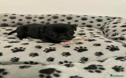 Staffordshire Bull Terrier dogs for sale: Champion lines Staffordshire Bull terrier puppies - Image 30