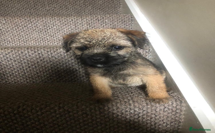 Border Terrier dogs - Advert 11