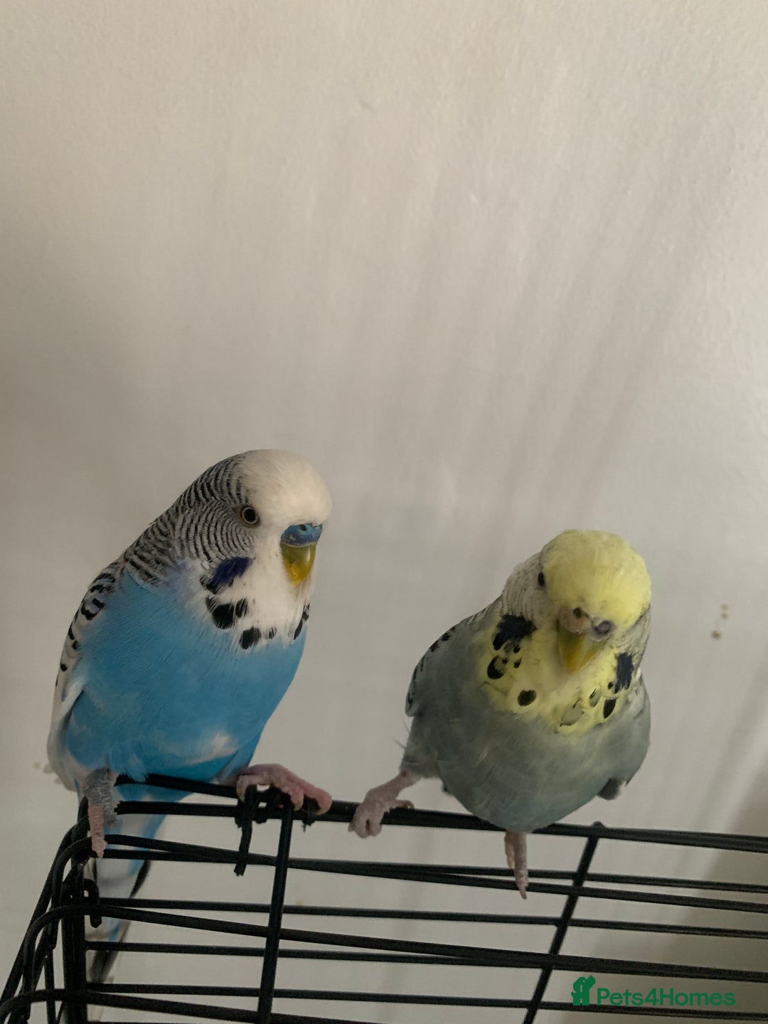 Budgerigars birds for sale: 2 budgies with medium cage, and accessories  - Advert 1