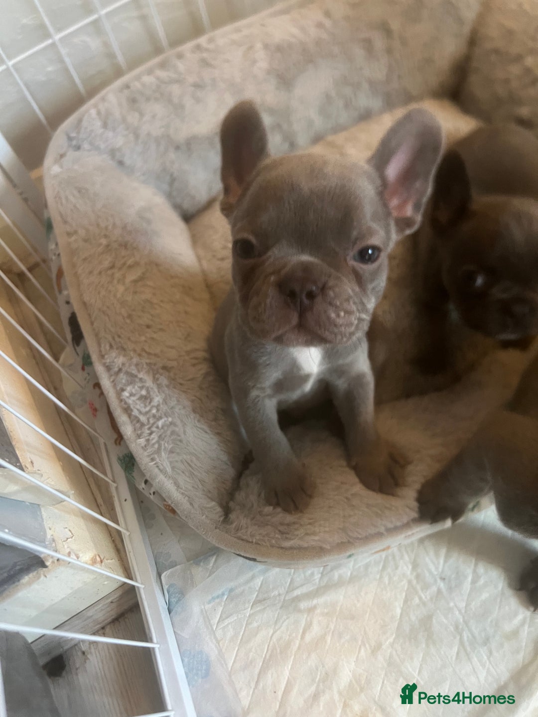 French Bulldog dogs for sale: French bulldog puppies - Advert 5