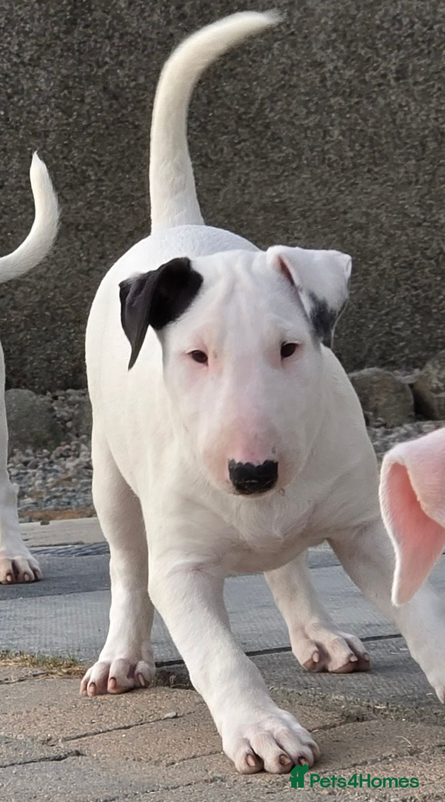 Bull Terrier dogs Bull terrier pups (1 male & 1 female) - Advert 3