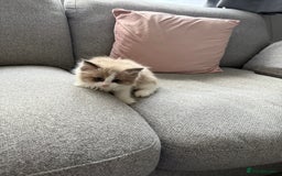 Ragdoll cats for sale: 2 ragdoll kittens - Image 2