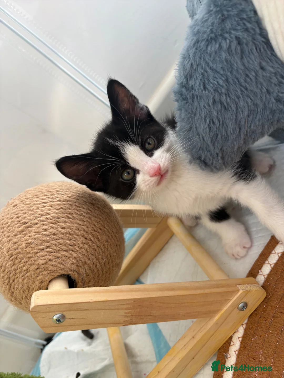 Mixed Breed cats for sale: Four dream little boy kittens.  - Advert 2