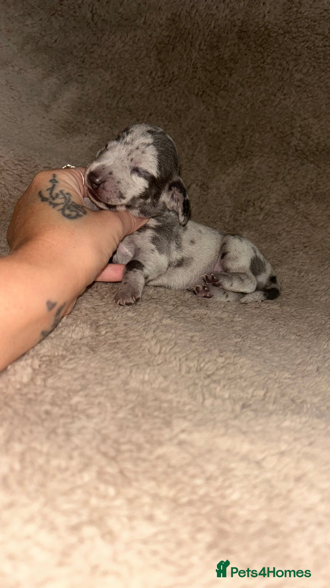 Miniature Dachshund dogs for sale: Perfecf kc miniature dachshunds - Image 10