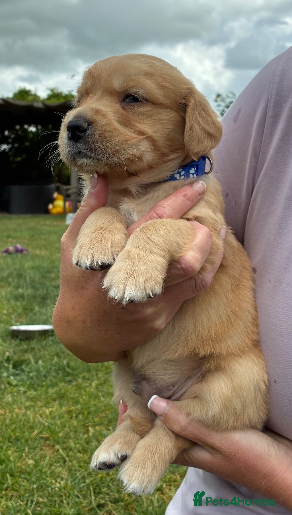 Golden Retriever Puppy 3