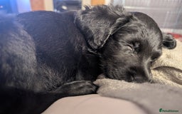 Mixed Breed dogs for sale: Ruby! - Advert 1