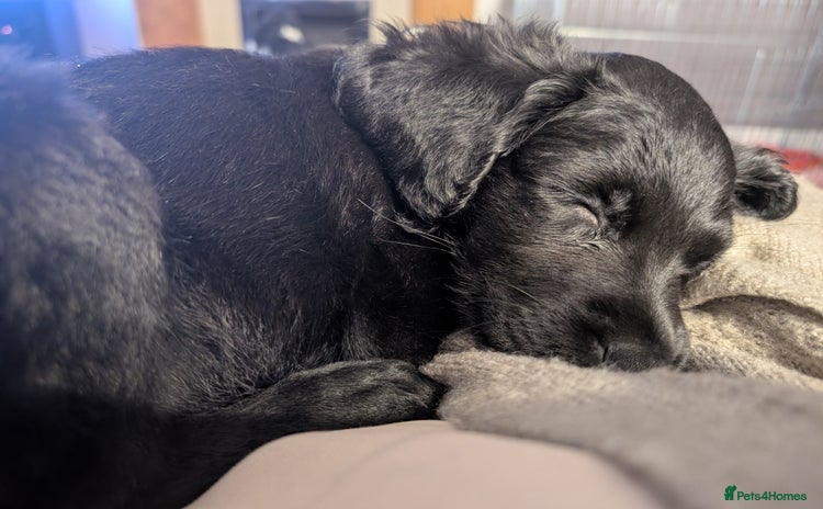 Mixed Breed dogs Ruby! - Advert 2