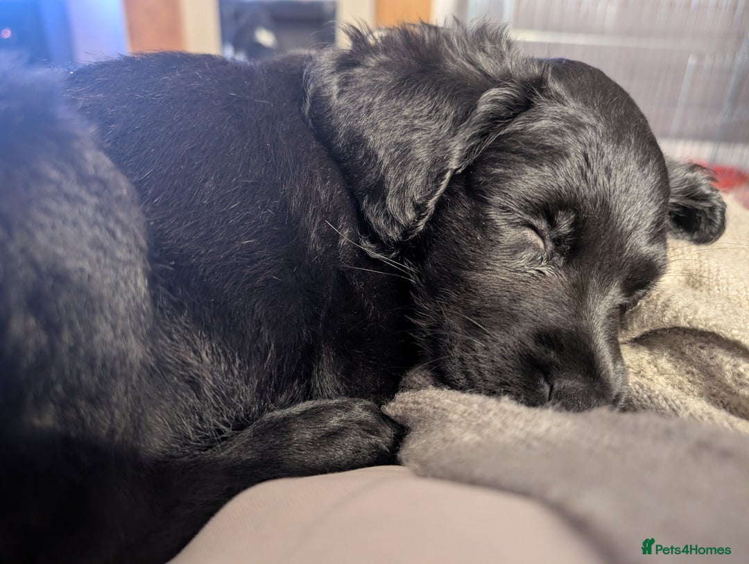 Mixed Breed dogs for sale: Ruby! - Advert 1