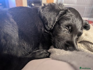 Mixed Breed dogs Ruby! - Advert 3