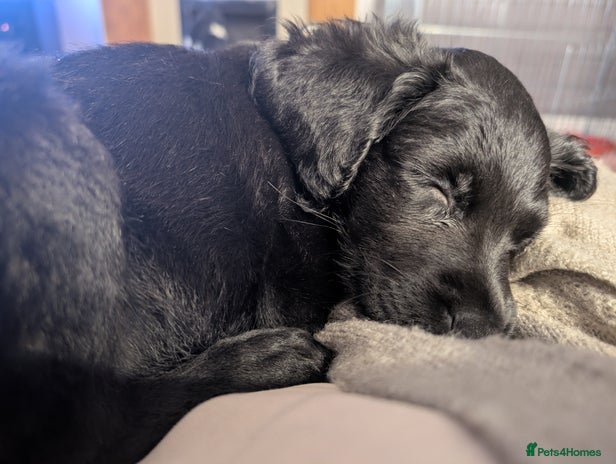 Mixed Breed dogs Ruby! - Advert 1