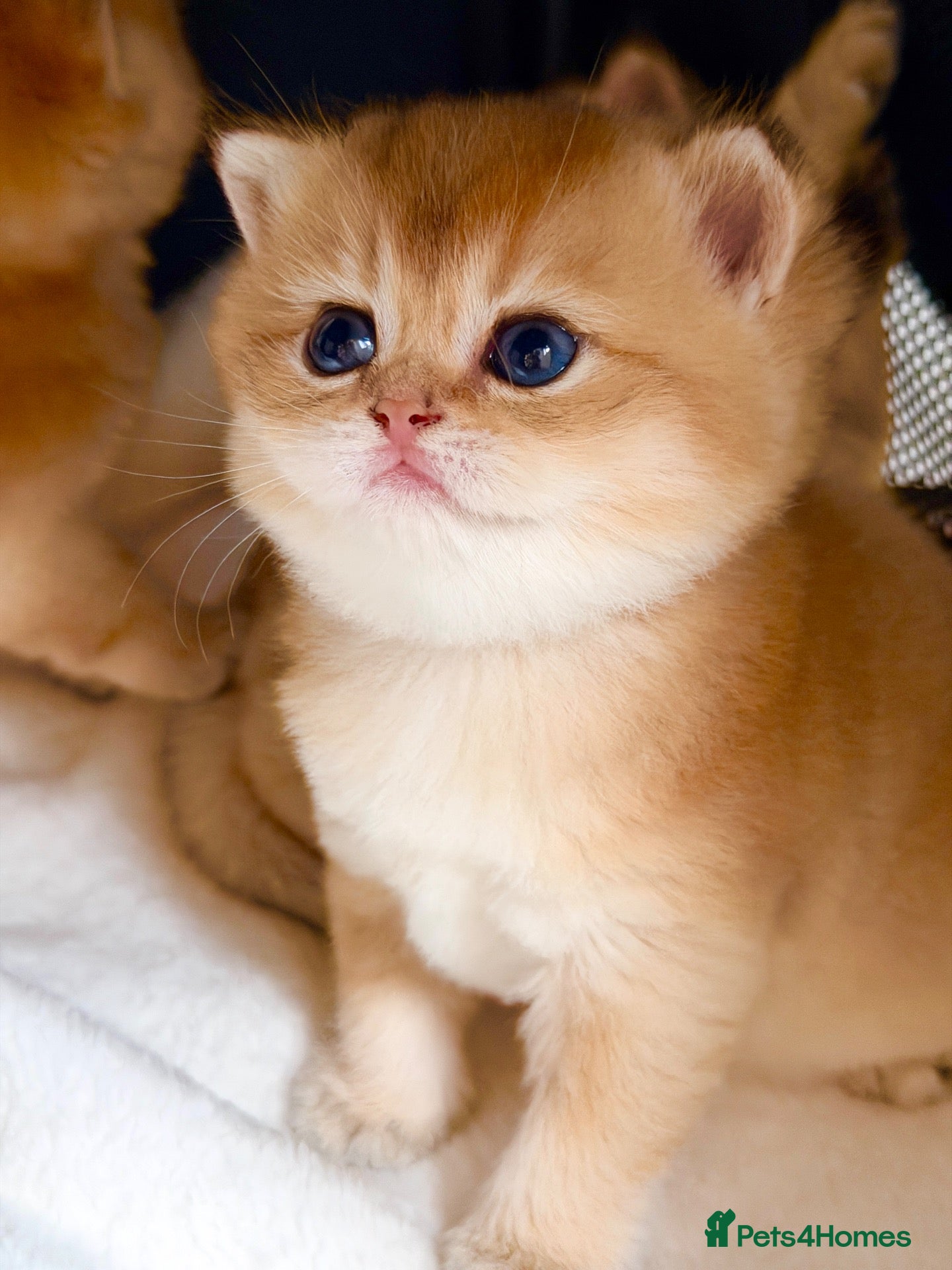 British Shorthair cats BSH golden kittens show quality TICA reg - Advert 12