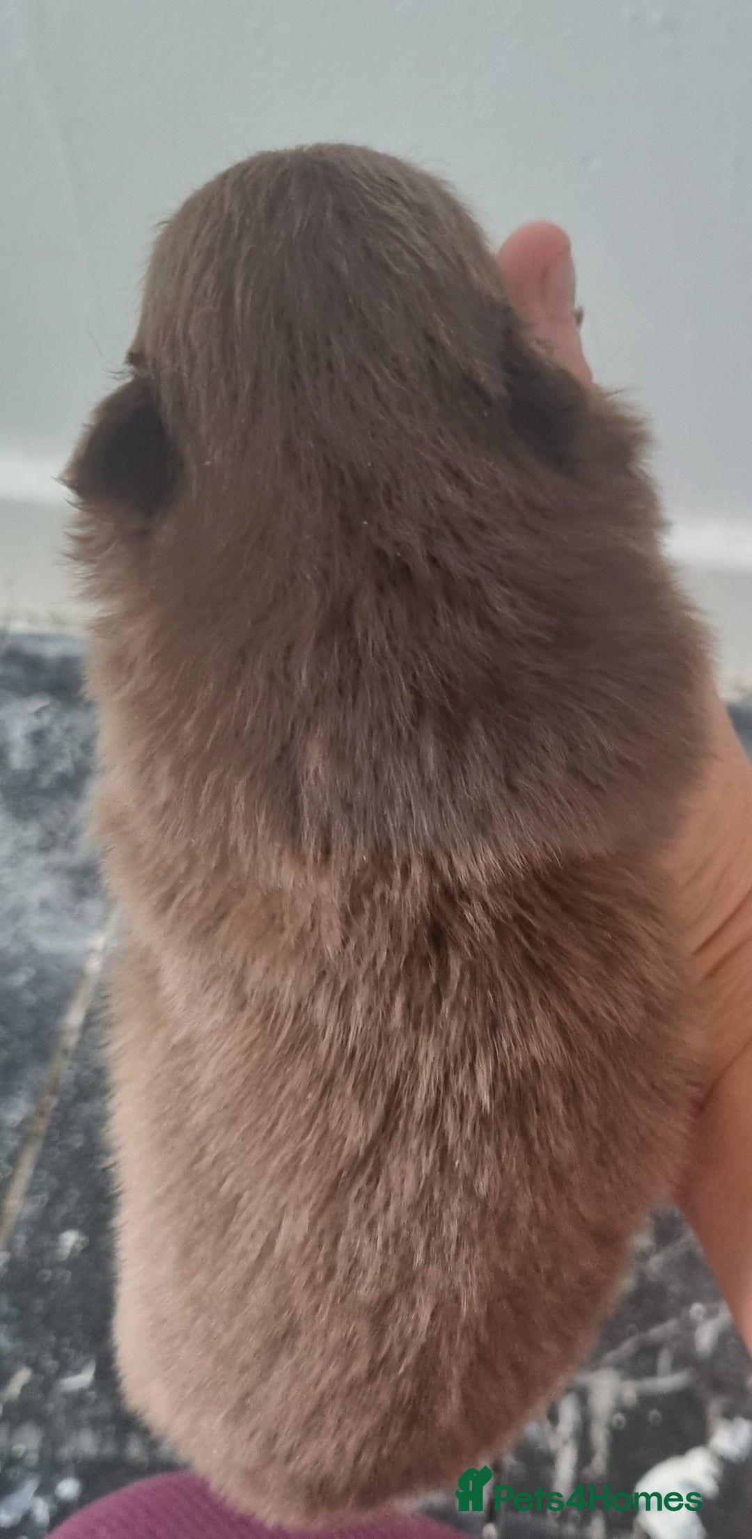 Pomeranian dogs for sale: Beautiful litter of poms  - Image 2