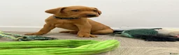 Labrador Retriever dogs for sale: Labrador puppies from a loving family home. - Advert 31