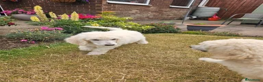 Casper 