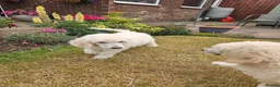 Standard Poodle dogs for sale: 💙Ready Now💙KC Registered Standard Poodle Boys 💙 - Advert 10