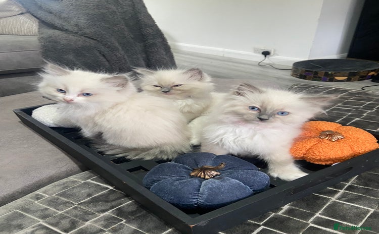 Ragdoll cats - Advert 16