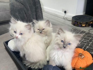 Ragdoll cats - Advert 19